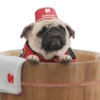 Pug🐶🌼.MOV 30