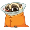 Me pug dog 5