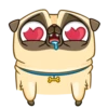 Me pug dog 6