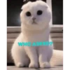 Pepe Stickers 7