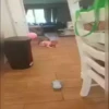 Забавные малыши и собаки 7