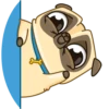 Me pug dog 8