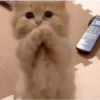 Animalitos 2🖤 5
