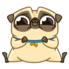 Me pug dog 9