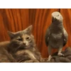 Animalitos 2🖤 9