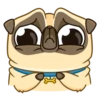 Me pug dog 10