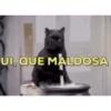 Animalitos 2🖤 11