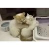 Animalitos 2🖤 13