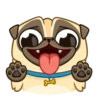 Me pug dog 12