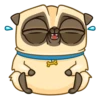 Me pug dog 13