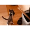 Animalitos 2🖤 18