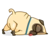 Me pug dog 15