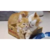 Animalitos 2🖤 19