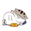 LINDO GATITO mov. 27