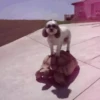 Animalitos 2🖤 20