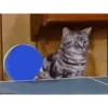 Animalitos 2🖤 21