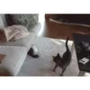 Animalitos 2🖤 27