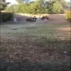 Забавные малыши и собаки 14