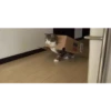 Animalitos 2🖤 28