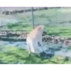 MEMES ANIMATED ( italiani ) 20