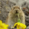 Funny ANIMALS 5