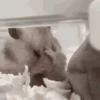 Funny ANIMALS 6
