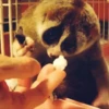 Funny ANIMALS 7