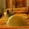 Funny ANIMALS 8
