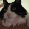 Funny ANIMALS 9