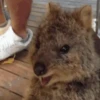 Funny ANIMALS 10