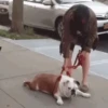 Funny ANIMALS 11