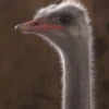 Funny ANIMALS 12