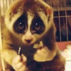 Funny ANIMALS 13