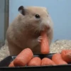 Funny ANIMALS 14