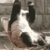 Funny ANIMALS 15