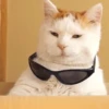 Funny ANIMALS 16