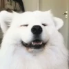 Funny ANIMALS 17