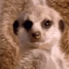 Funny ANIMALS 19