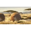 fat animals 5