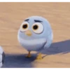 Baby Angry Birds 19