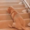 Funny ANIMALS 21