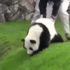 Funny ANIMALS 22