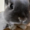 Funny ANIMALS 23