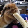 Funny ANIMALS 24