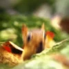 Funny ANIMALS 25