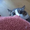 Funny ANIMALS 26