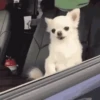 Funny ANIMALS 28