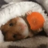 Funny ANIMALS 29