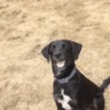 Funny ANIMALS 30