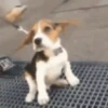 Beagles 5
